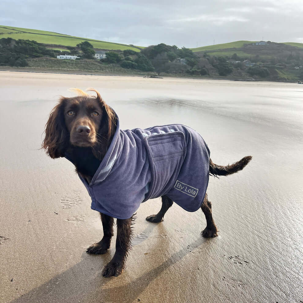 Cocker spaniel wearing a microfibre drying robe on a beach after a swim