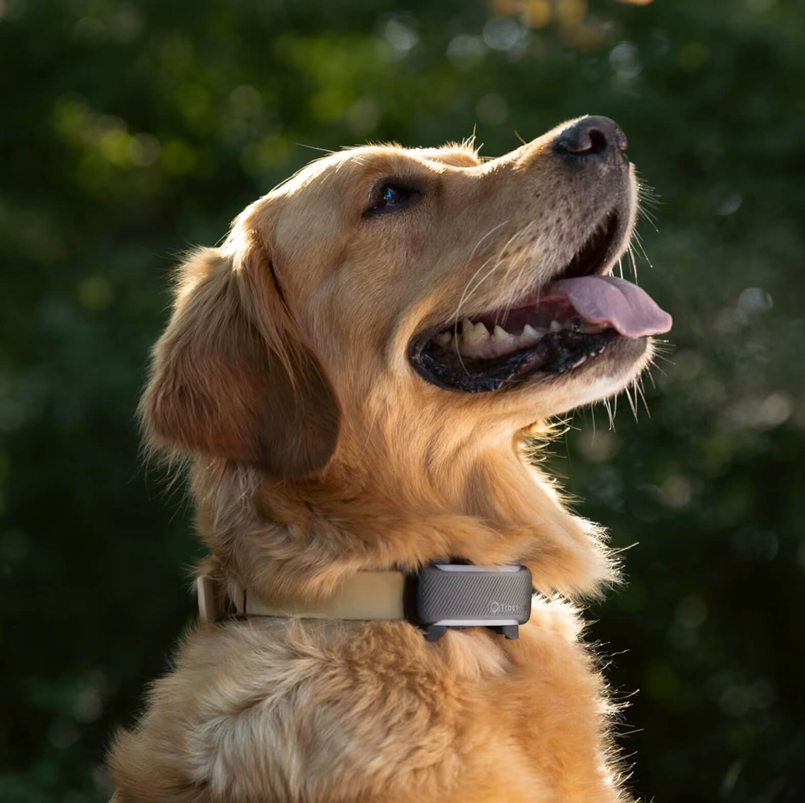Golden retriever wearing a GPS tracker clipped to its collar