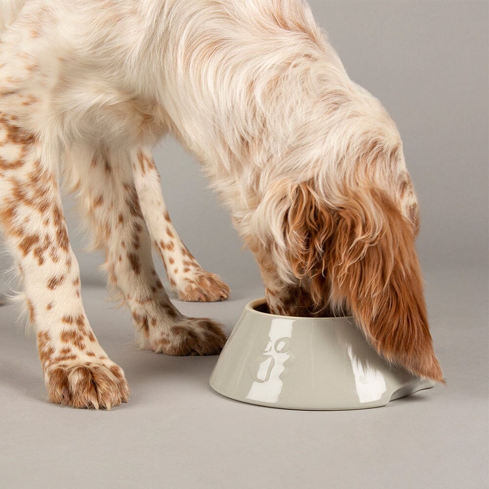 Long-eared setter drinking from a narrow glazed stoneware dog bowl