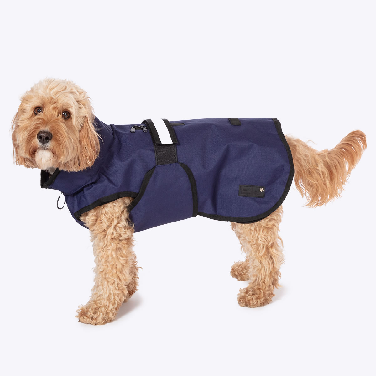 Cockapoo wearing a navy waterproof dog coat fastened with a chest strap